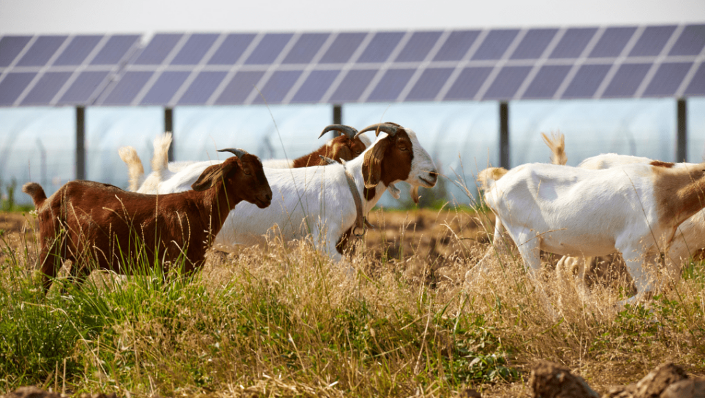 imagen agro-voltaica placas solares plantación ingnova