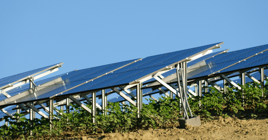 imagen agro-voltaica placas solares plantación ingnova