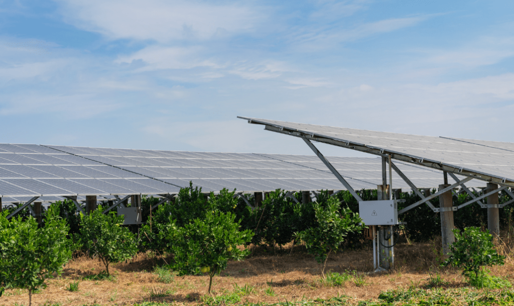 imagen agro-voltaica placas solares plantación ingnova