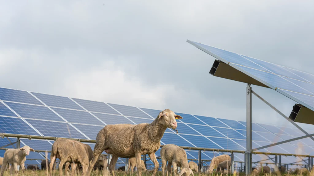 imagen agro-voltaica placas solares plantación ingnova